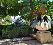 outdoors at a botanical garden in summer with a bromeliad planted in a container and evergreens and a tree behing it.