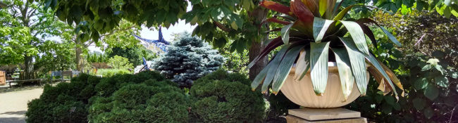 outdoors at a botanical garden in summer with a bromeliad planted in a container and evergreens and a tree behing it.