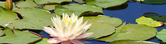 outdoors in summer at a botanical garden with a lake and water lilies with a pink floower