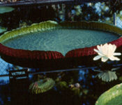 Longwood Victoria Waterlilies with a large waterliies with a white flower