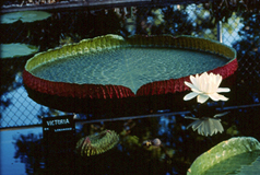 Longwood Victoria Waterlilies with a large waterliies with a white flower