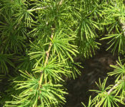 close up of a large evergreen