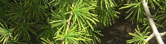 close up of a large evergreen