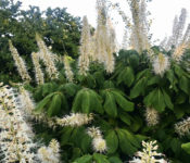 outdoors at a botanical garden in summer with a large white flower on green leaves