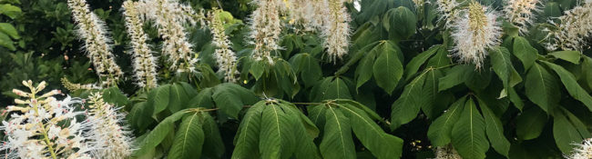 outdoors at a botanical garden in summer with a large white flower on green leaves