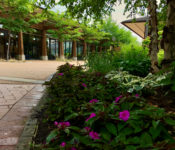 outdoors in summer at a botanical garden with a planting bed with pink flowers with green stems, and other green and white plants and trees behind it