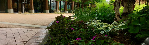 outdoors in summer at a botanical garden with a planting bed with pink flowers with green stems, and other green and white plants and trees behind it