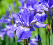 close up blue iris with white centers and green leaves behind it