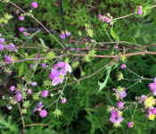 small pink flower with green leaves and green plants behind it