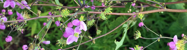 small pink flower with green leaves and green plants behind it