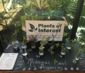 at a botanical garden with a plants of interest table with various plants cuttings in vases with water.