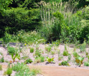 at a botanical garden with plants htat have been planted in rocks
