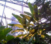 indoors at a botanical garden with a tropical plant conservaotry with large palm trees and other trees