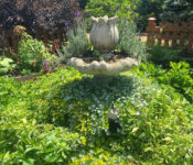 At a public garden in summer in a formal garden with a fountain that has been planted with white and yellow flowers with green leaves