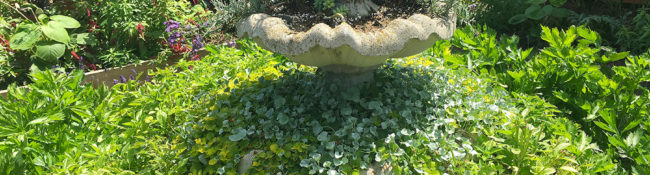 At a public garden in summer in a formal garden with a fountain that has been planted with white and yellow flowers with green leaves