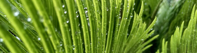 large leaf of a tropical plant leaf with spines on it+