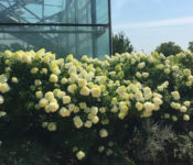 outdoors in summerat a botanic garden with white hydrandra flowers with green leaves and a butterfly wing in the backgrouund