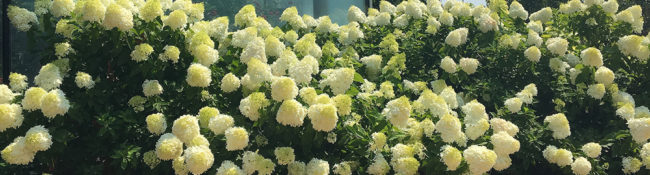 outdoors in summerat a botanic garden with white hydrandra flowers with green leaves and a butterfly wing in the backgrouund