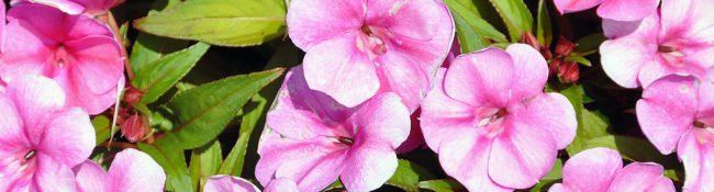 close up of pink flowers with green leaves