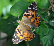 butterfly close up of a spotted butterfly with black, brown, orange and white markings with green leaves behind it
