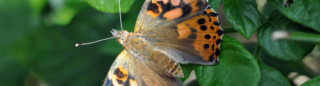 butterfly close up of a spotted butterfly with black, brown, orange and white markings with green leaves behind it