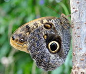 close up of a butterfly with brown, black and white markings on a brown branch with green leaves behind it