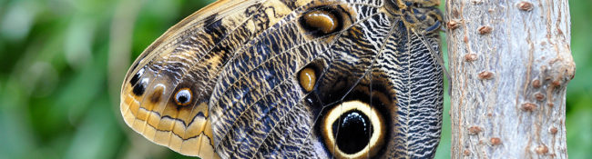 close up of a butterfly with brown, black and white markings on a brown branch with green leaves behind it