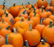 pile of orange pumpkins with green stems