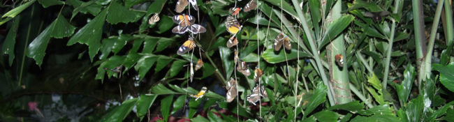 butterflies in the butterfly wing roosting together at night