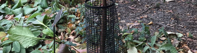 rabbit fencing around a small tree with green leaves