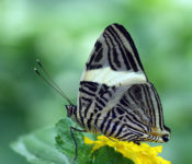 close up of a black and white striped butterfly on a yellow flower with green behind it