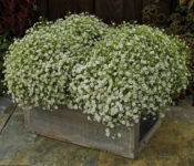 small white flowers planted in a wood container with stone behind it
