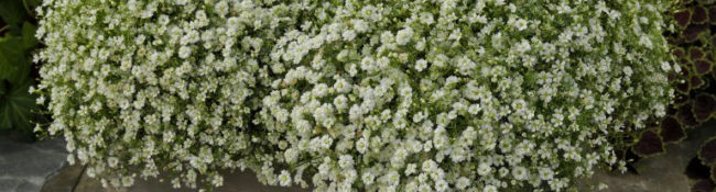 small white flowers planted in a wood container with stone behind it