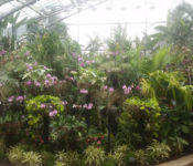three images in a line of the tropical plant conservatory with pink flowers