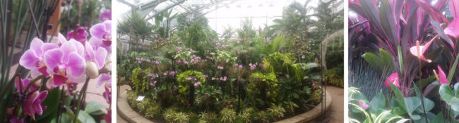three images in a line of the tropical plant conservatory with pink flowers
