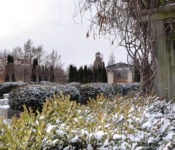 snow on bushes in the Jones Rose Garden at Reiman Gardens