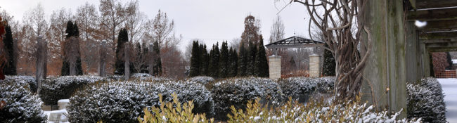 snow on bushes in the Jones Rose Garden at Reiman Gardens