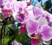 close up of a pink orchid for orchid fest