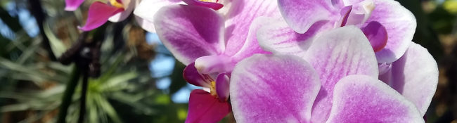 close up of a pink orchid for orchid fest