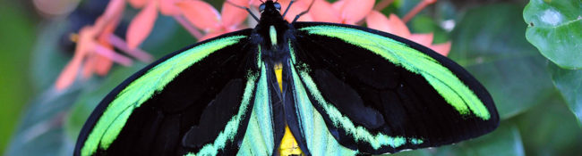 close up of a metallic green and black striped butterfly with green leaves and pink flowers behind it