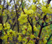 yellow flower on a bush with dark brown branches