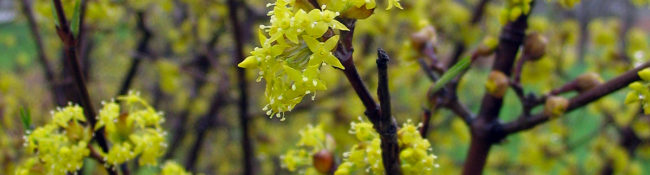 yellow flower on a bush with dark brown branches