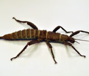 close up of a walking stick with dark brown legs, head and body on a white background