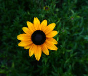 close up of a yellow flower with black center and green grass behind it.