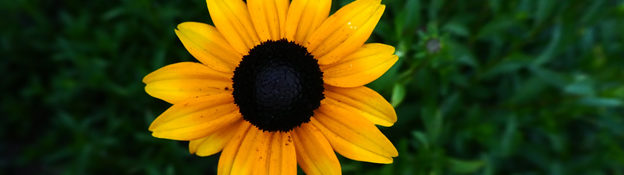 close up of a yellow flower with black center and green grass behind it.