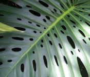 close up of a large green leaf with holes in the leaf