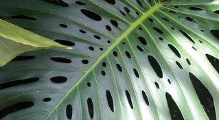 close up of a large green leaf with holes in the leaf