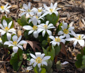 early spring blooming white flowers