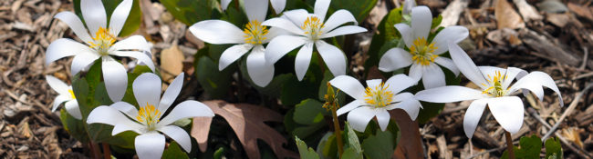 early spring blooming white flowers