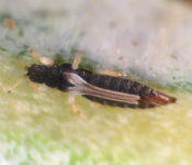 thrip with black body and brown legs